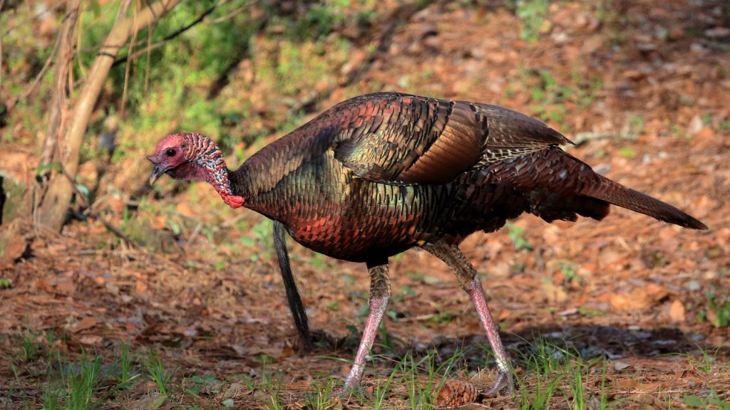 osceola gobbler