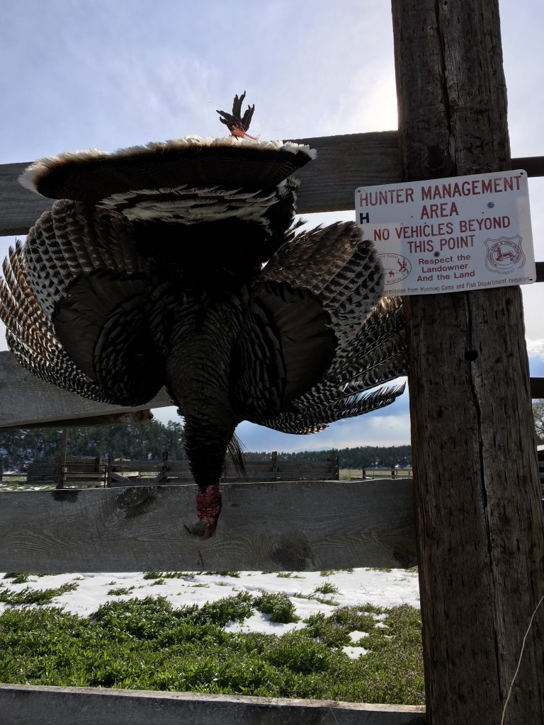 harvested wild turkey from Access Yes Lands 