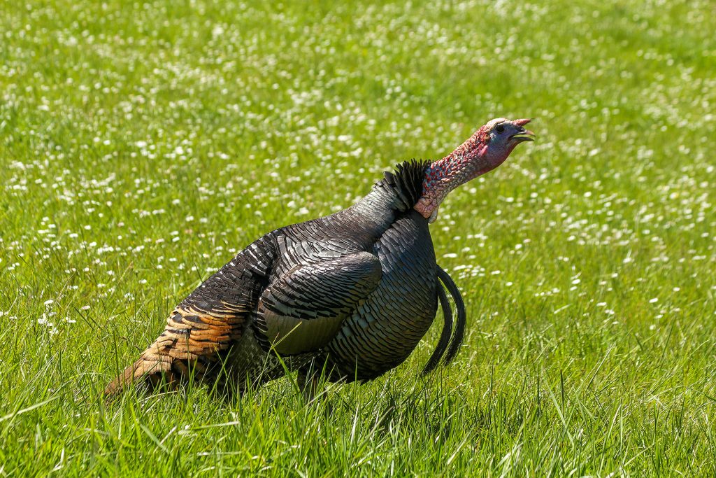 Adult wild turkey gobbling 