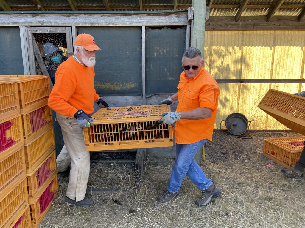 volutneers carrying crates of pheasants