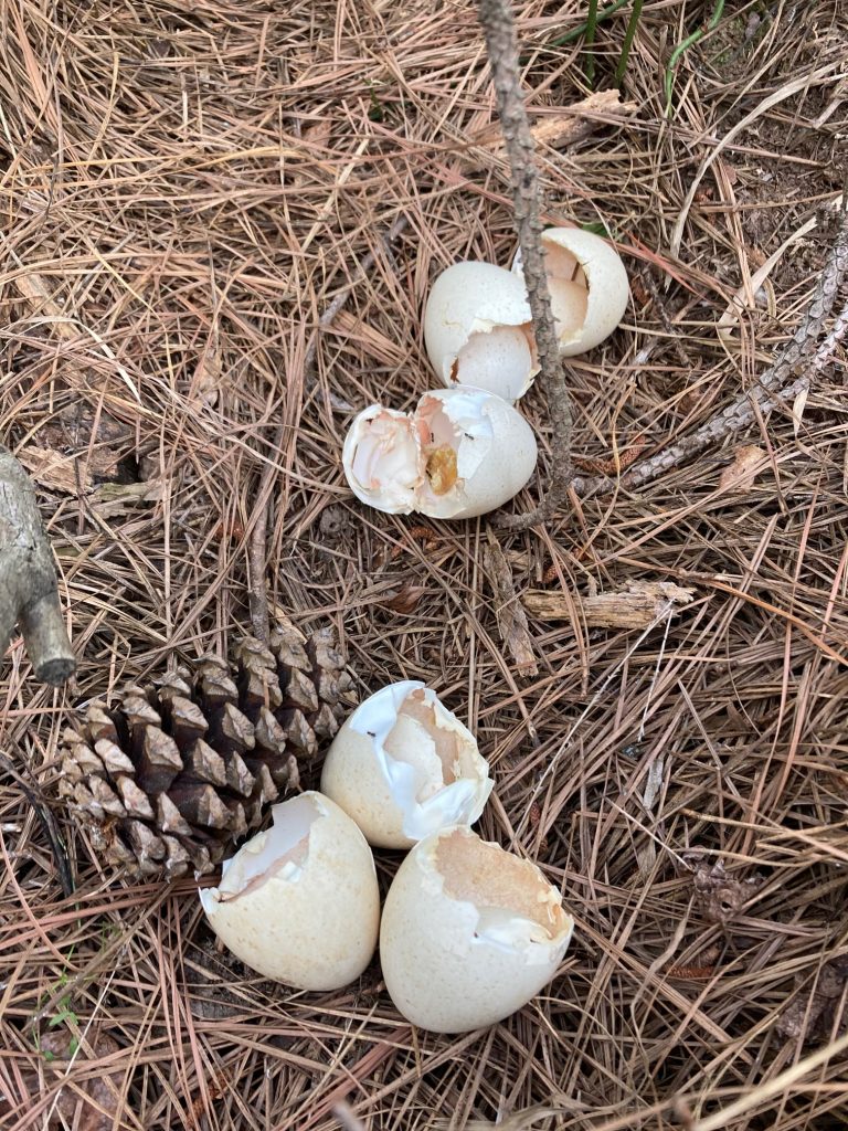 hatched wild turkey eggs