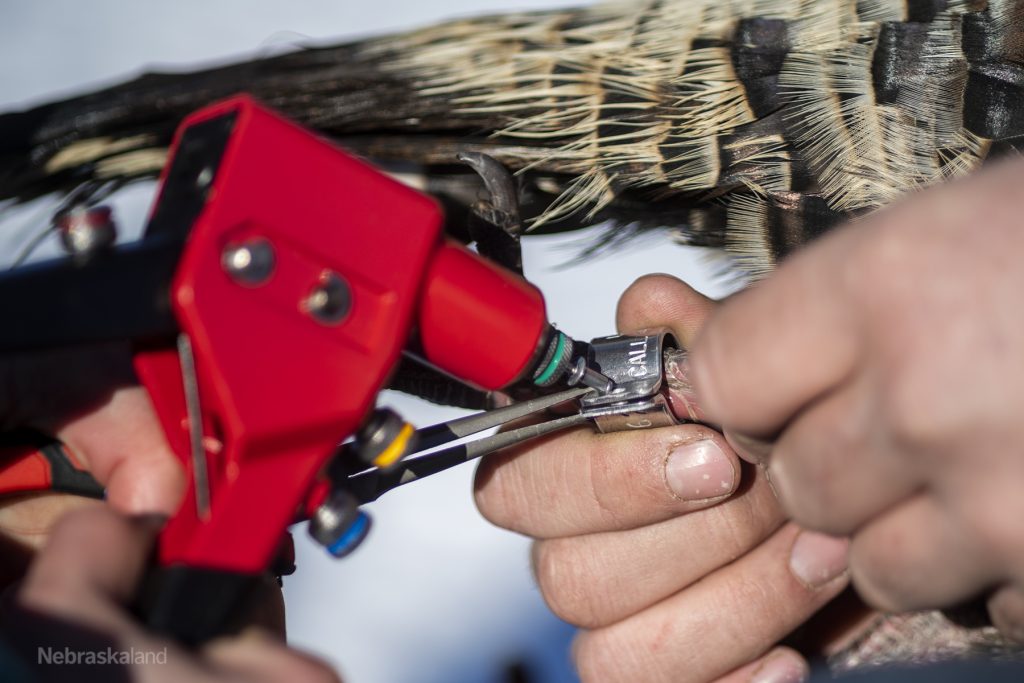 researcher attaches aluminum leg band to wild turkey