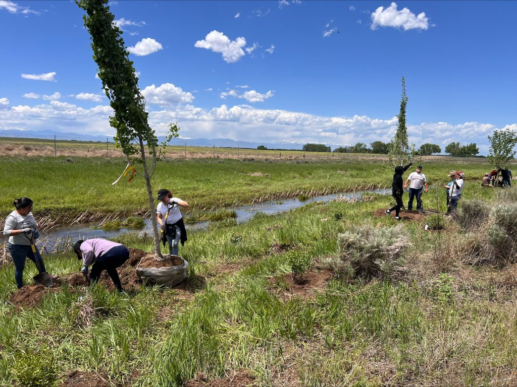 volunteers plant cottonwood trees on First Creek