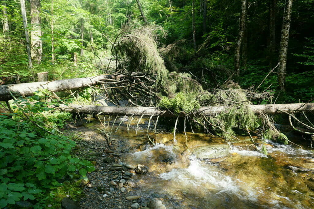 creek with strategically placed debris