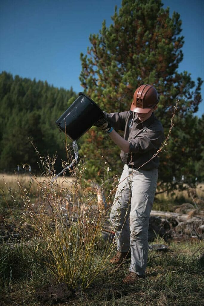 person watering a planted tree