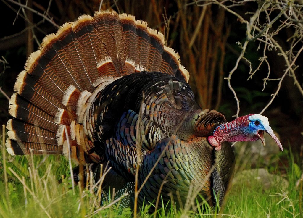 2023 Mother's Day Gift Guide - The National Wild Turkey Federation