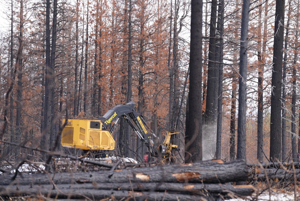 Harvesting operations on the Colt Salvage Timber Sale: A feller buncher cutting trees. Photo courtesy of California Deer Association. 