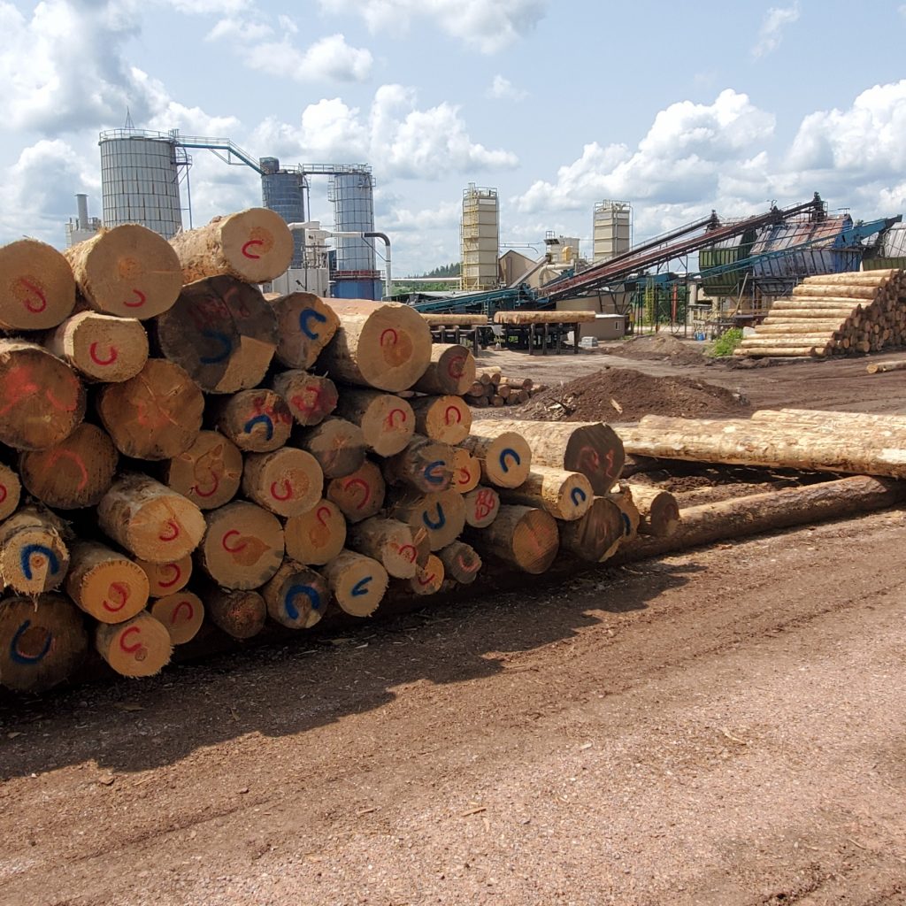Sawlogs ready to be milled in Hulett.