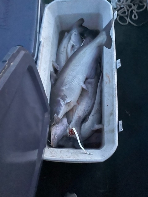 catfish in a cooler