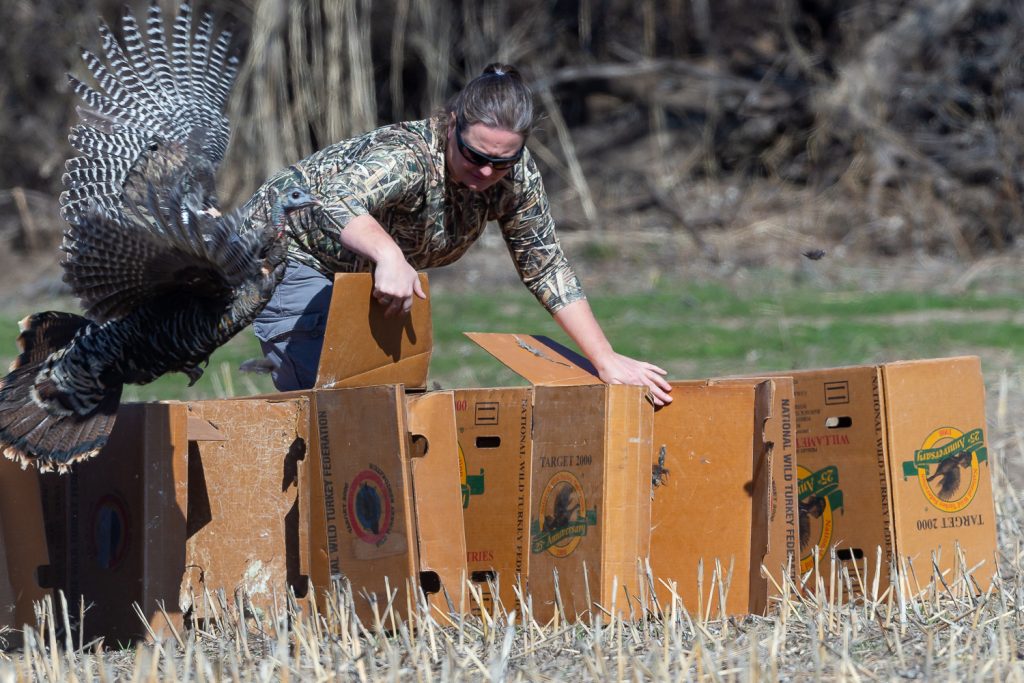 turkeys coming out of boxes during a post banding release