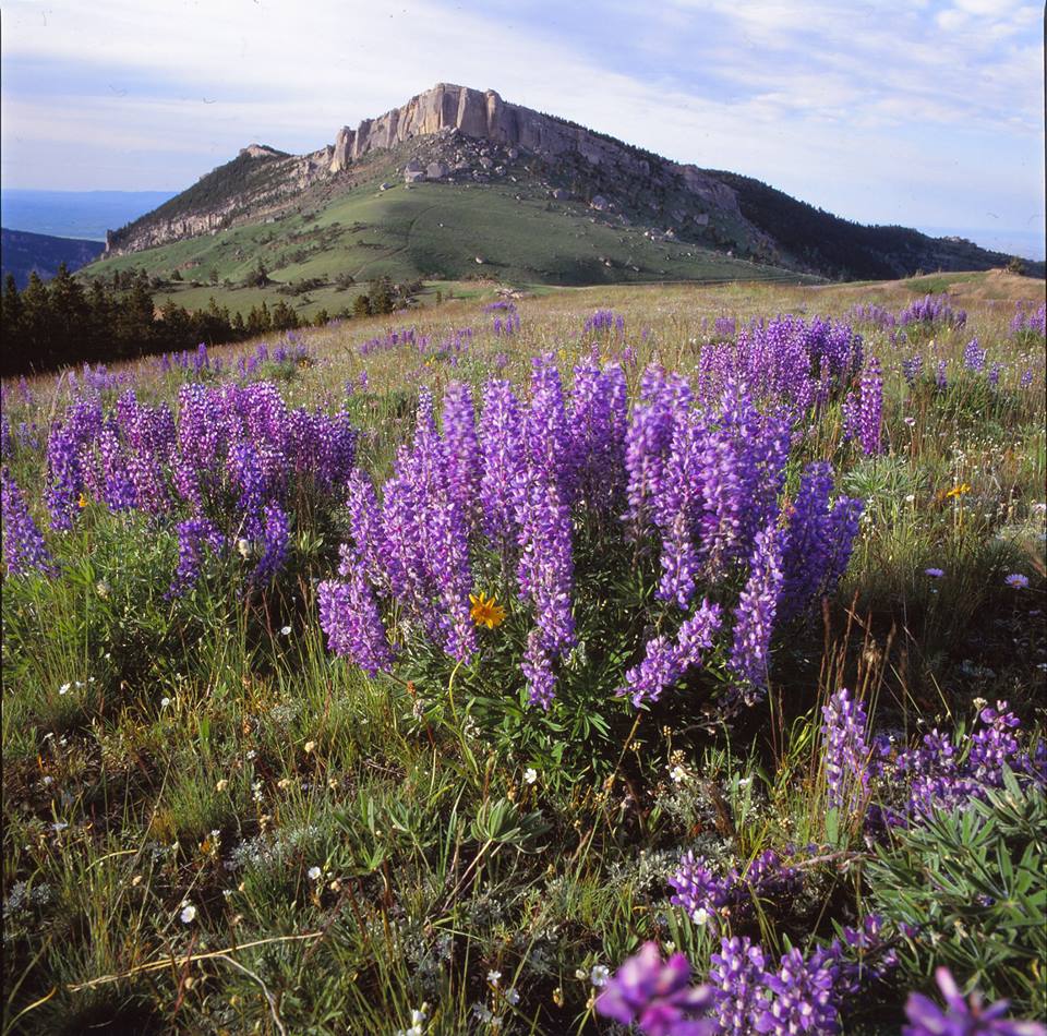 Big Horn National Forest