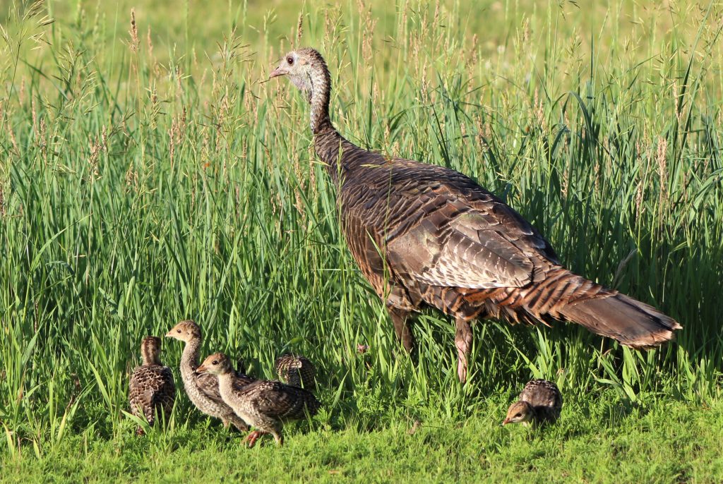 hen with poults in the grass