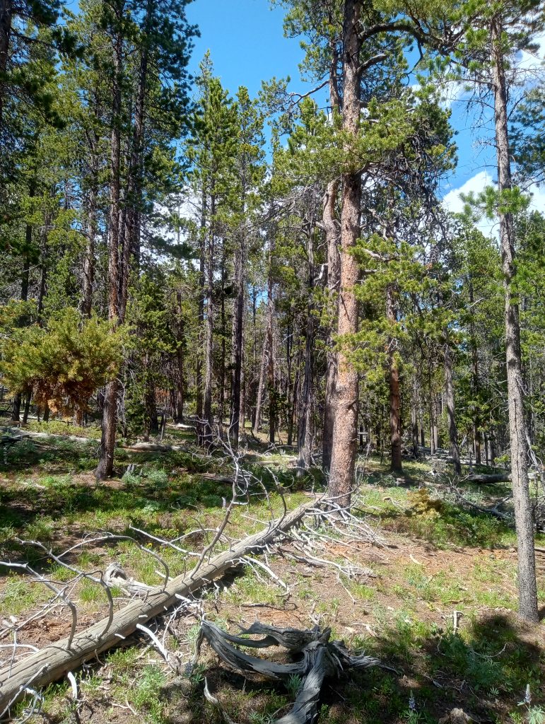 View of the Bighorn National Forest