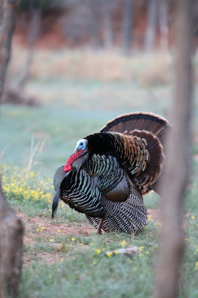 A male wild turkey struts.