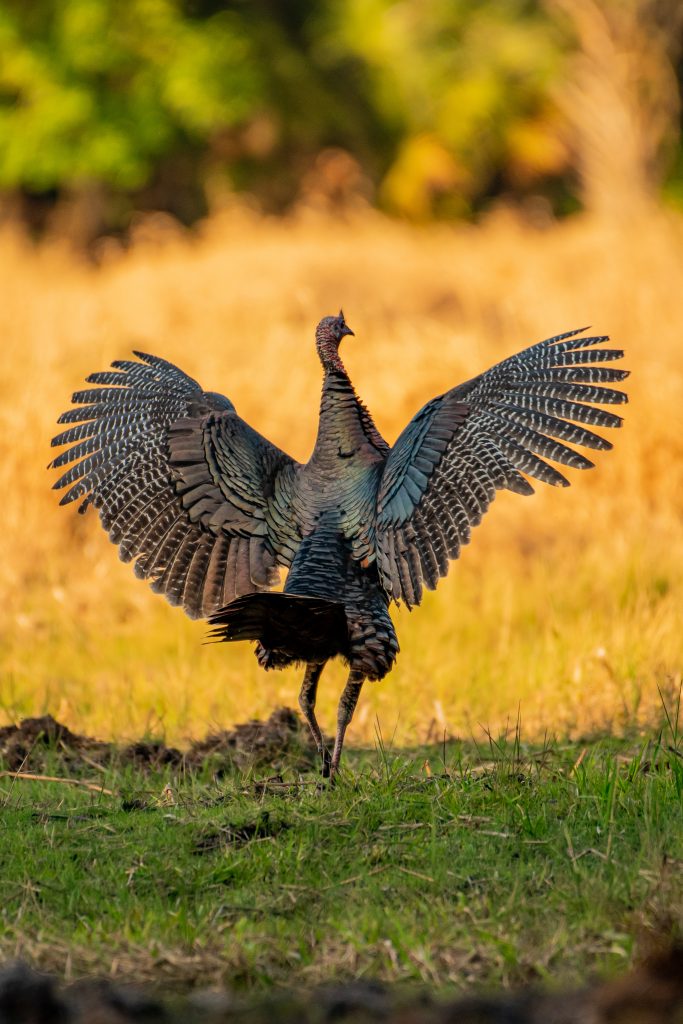 Wild turkey stretches its wings.