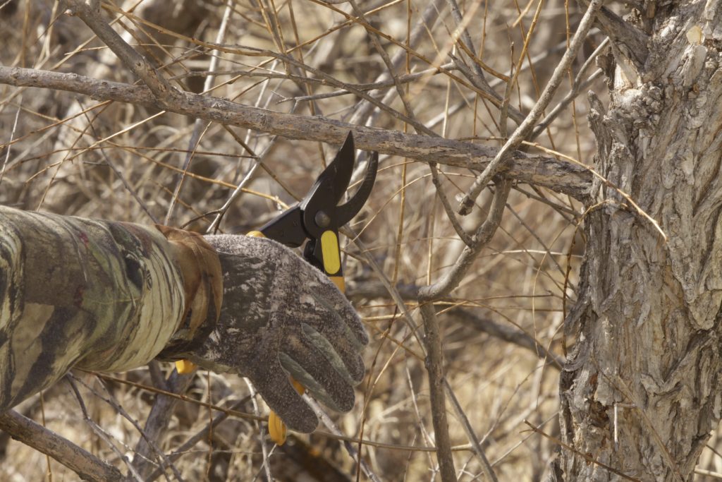 Pruning whitetail trails for fall hunting, copyright Mark Kayser