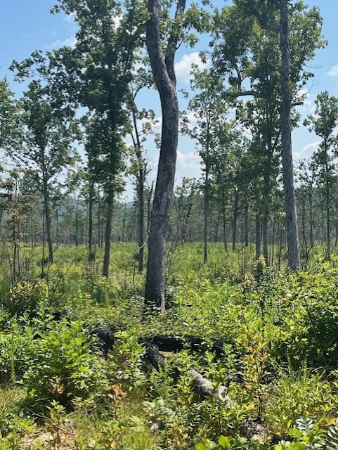 Early successional habitat after management