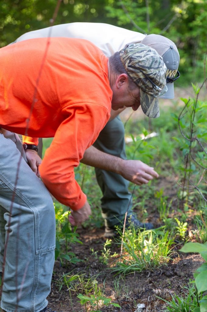 Land managers examine native grasses