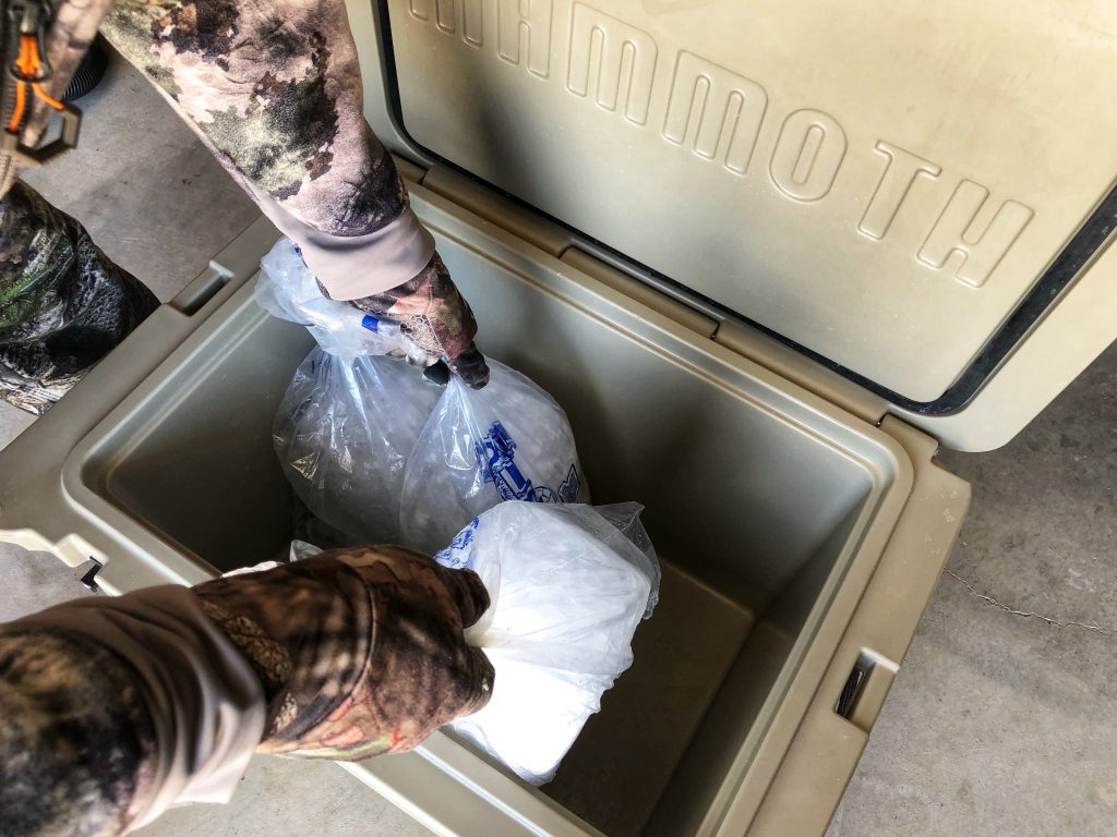 Packing a cooler with blocks of ice for possible meat storage,.