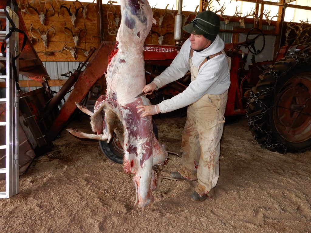 Skinning a deer to cool with a future meal in mind.