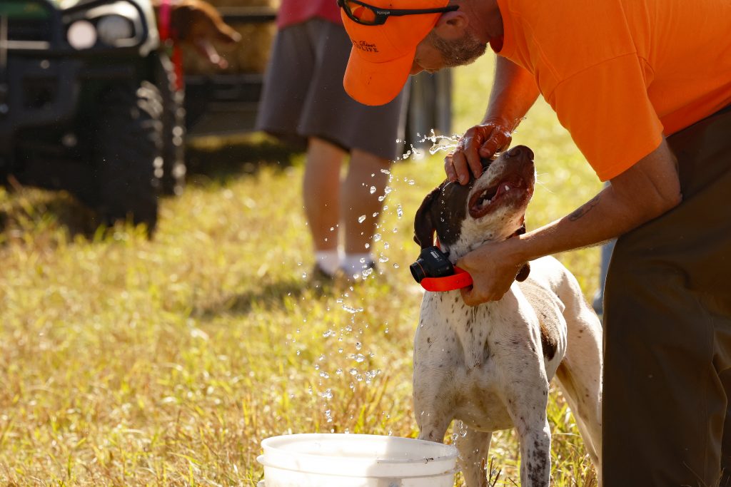 A hunting guide cools down a hunting dog with some water after a long day chasing pheasants.