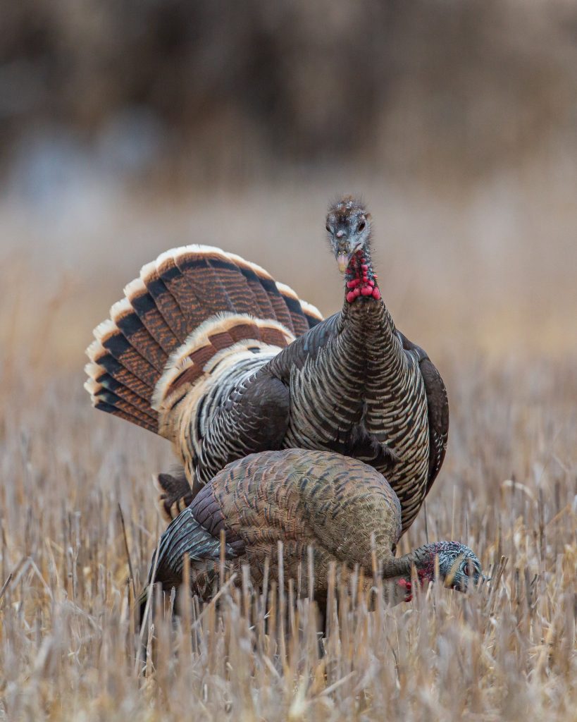 a hen struts at near a decoy hen.