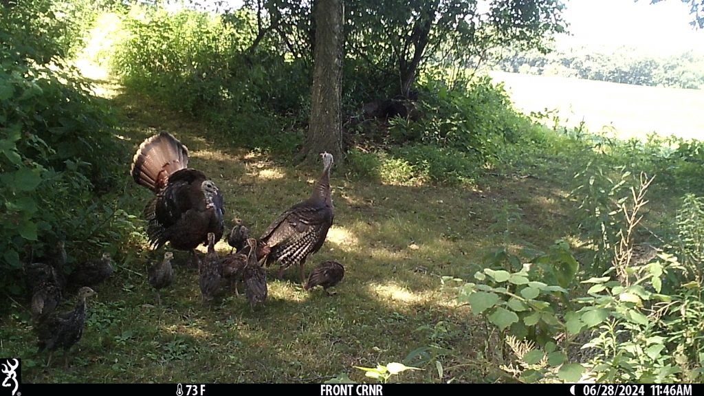 A hen struts near her poults and another hen.