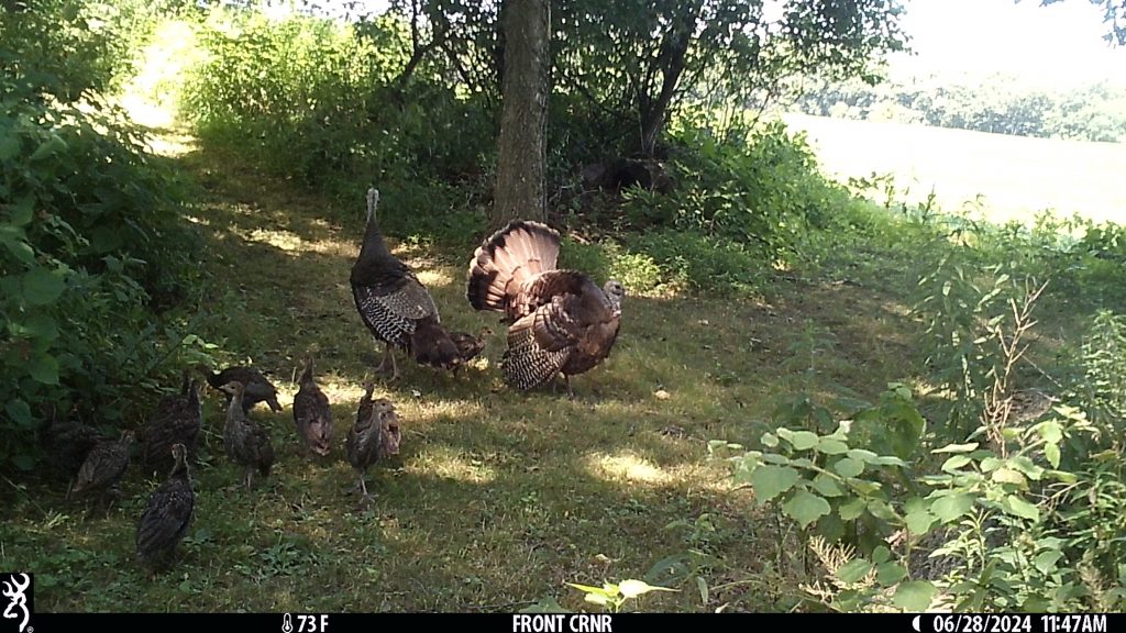 A hen struts near her poults and another hen.