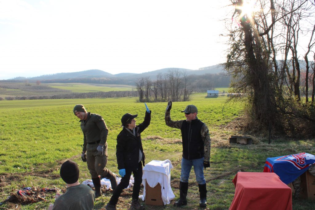 Wild turkey researchers and NWTF staff high five after a successful morning of trapping wild turkeys.