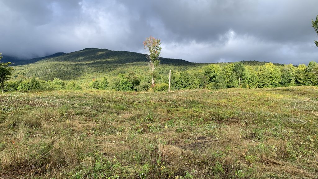 White Mountain National Forest after habitat management.