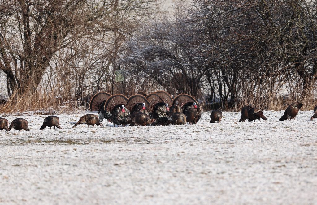 flock of turkeys in a snowy field