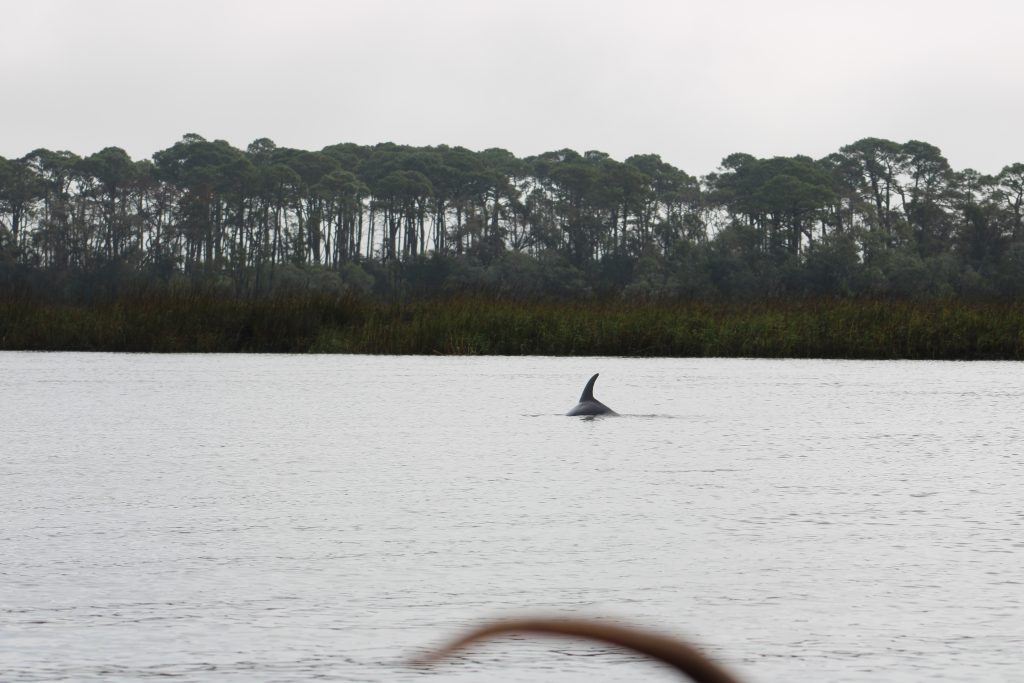 A dolphin emerges to say congrats on the buck.