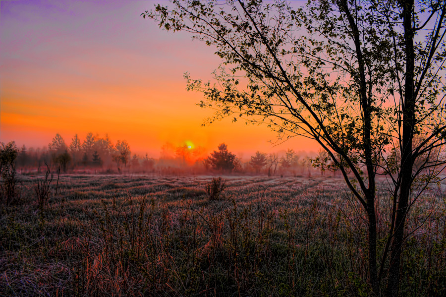 A frosty field with the sun rising in the distance.