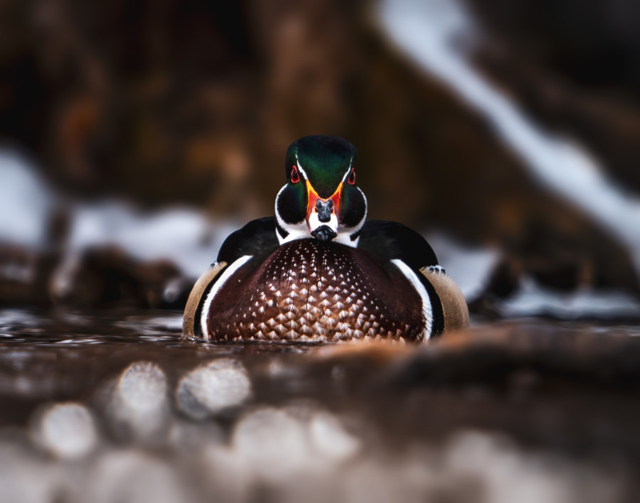 An upclose shot of a wood duck.