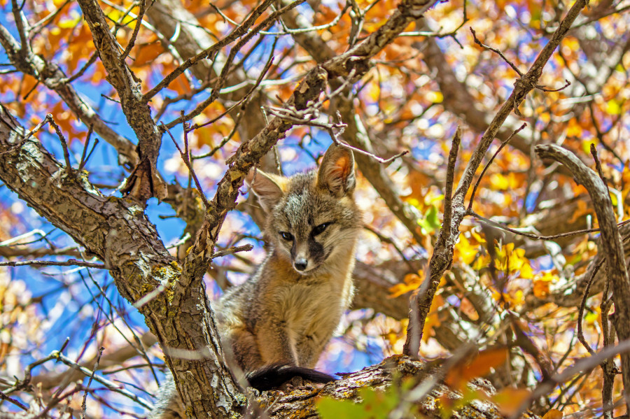 A little grey fox in a tree. 