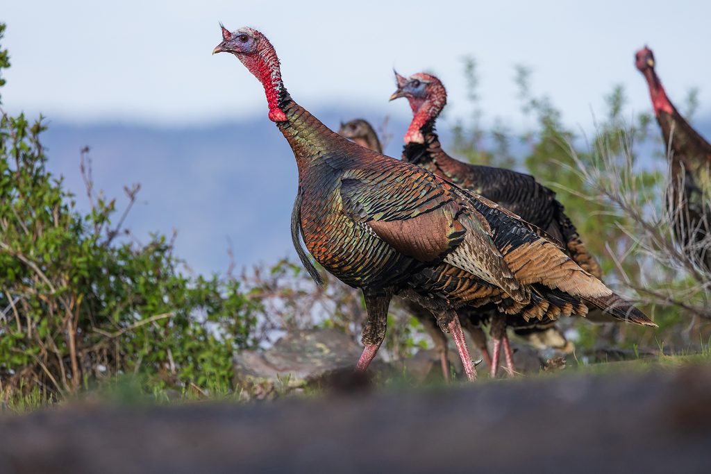 Three turkeys walking by.