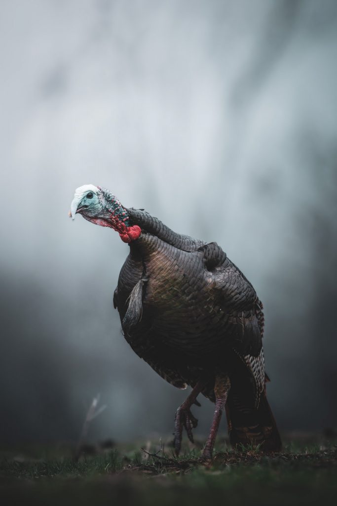 A turkey gobbles in the fog. 