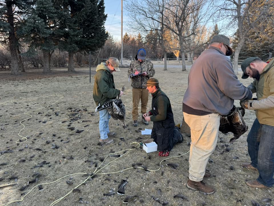 College students trapping wild turkey 