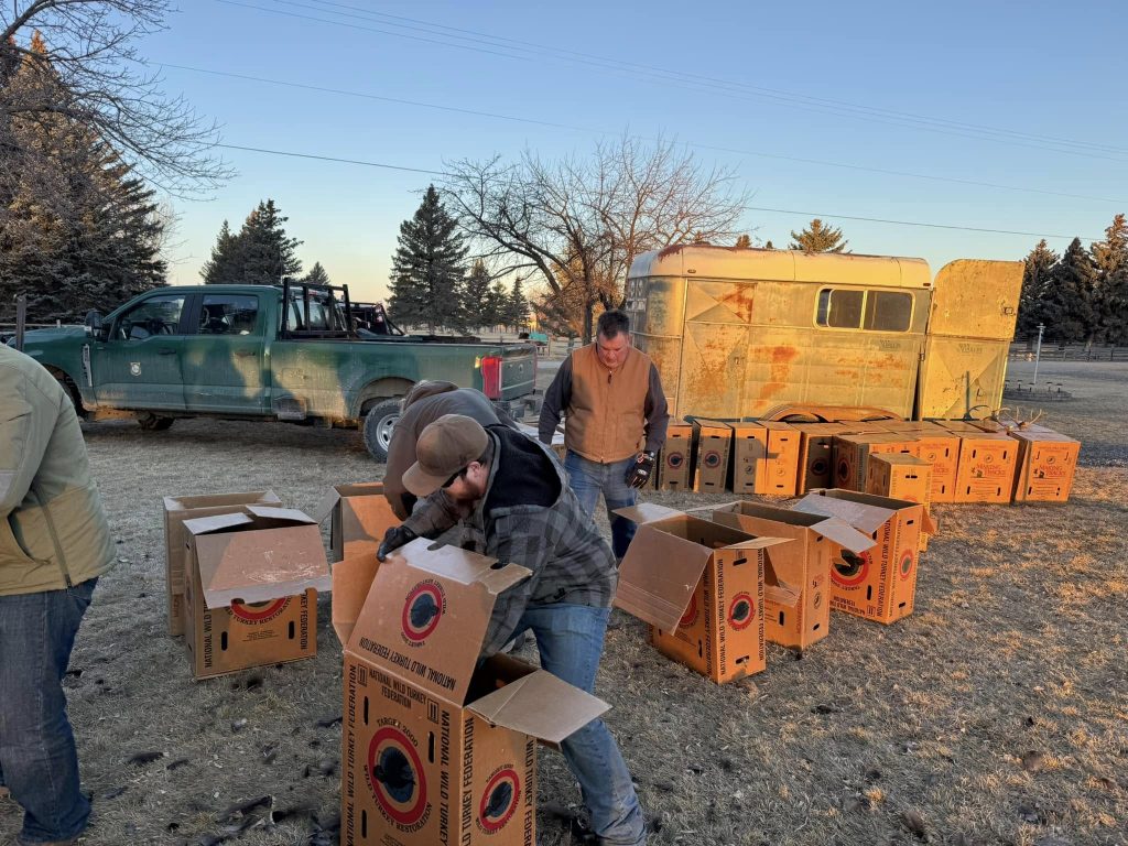 Turkeys being transported by turkey box