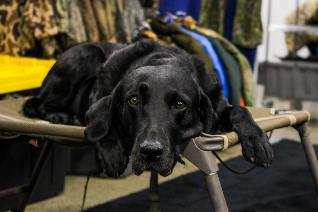 Black lab