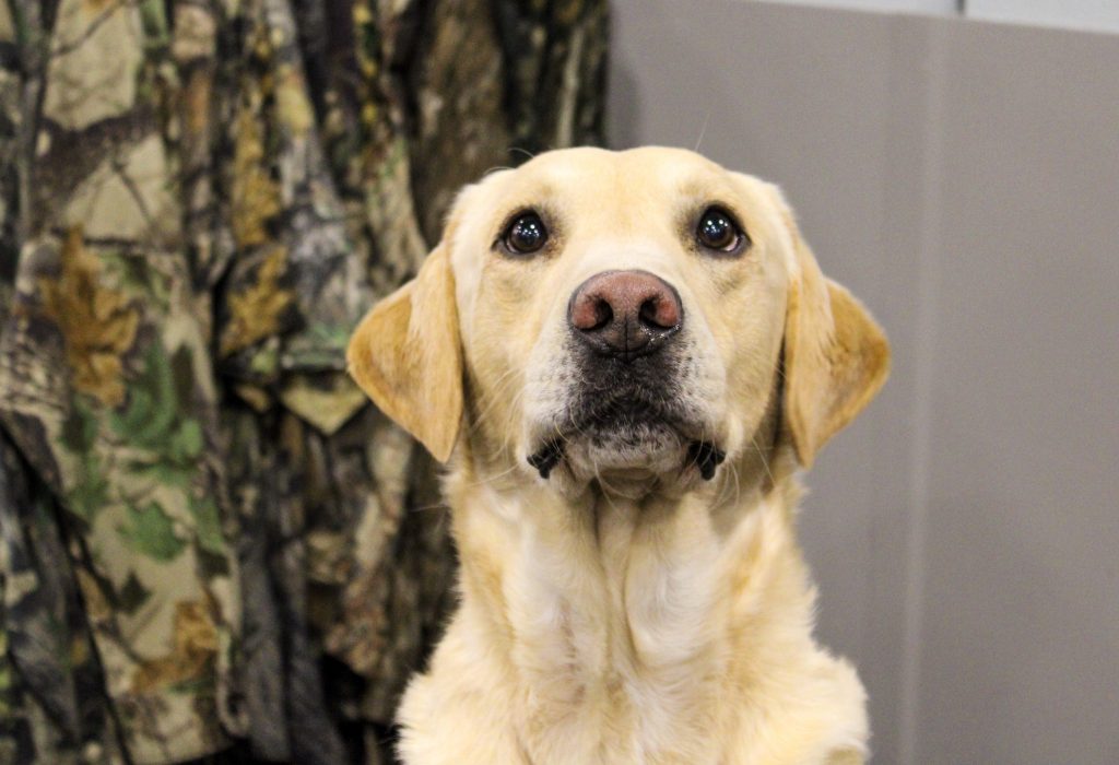 Yellow lab