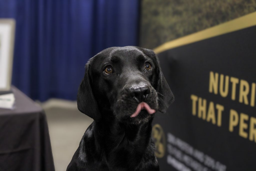 Black lab