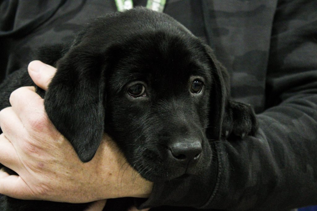 Black lab puppy