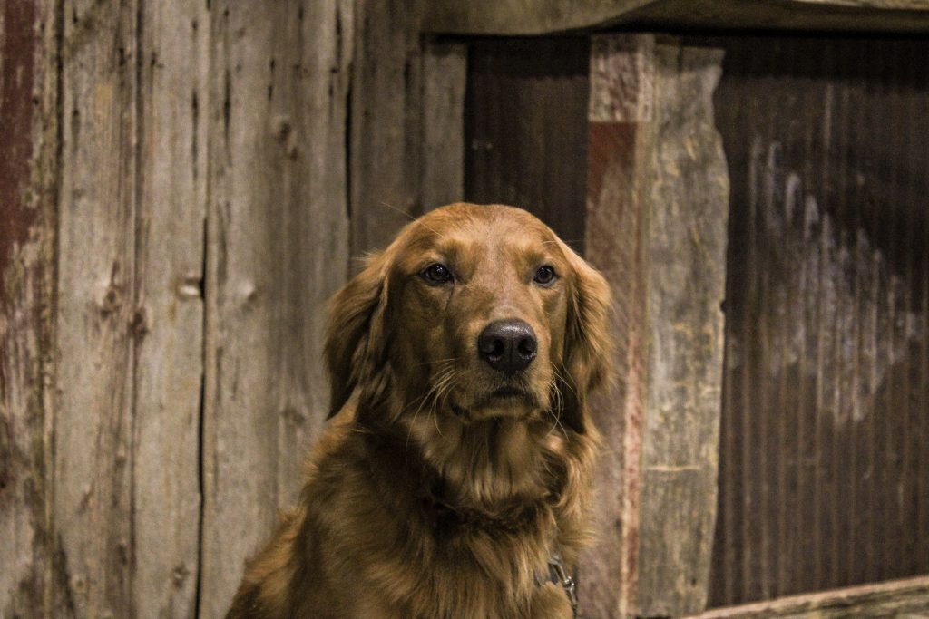 Golden retriever 