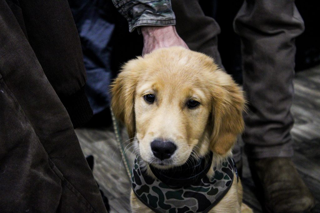 Golden retriever puppy