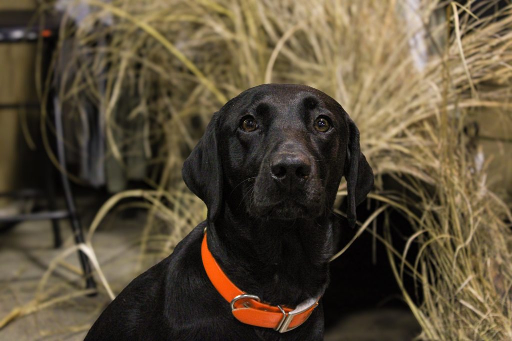 black lab in a grass blind