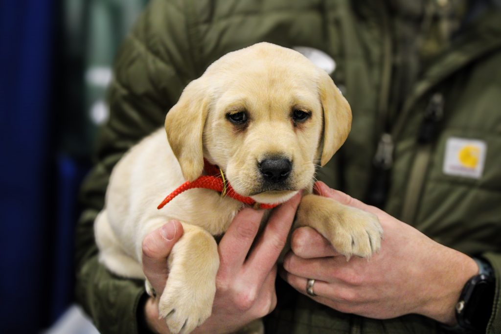 Yellow lab puppy