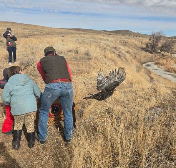 Kindergarten release of wild turkeys