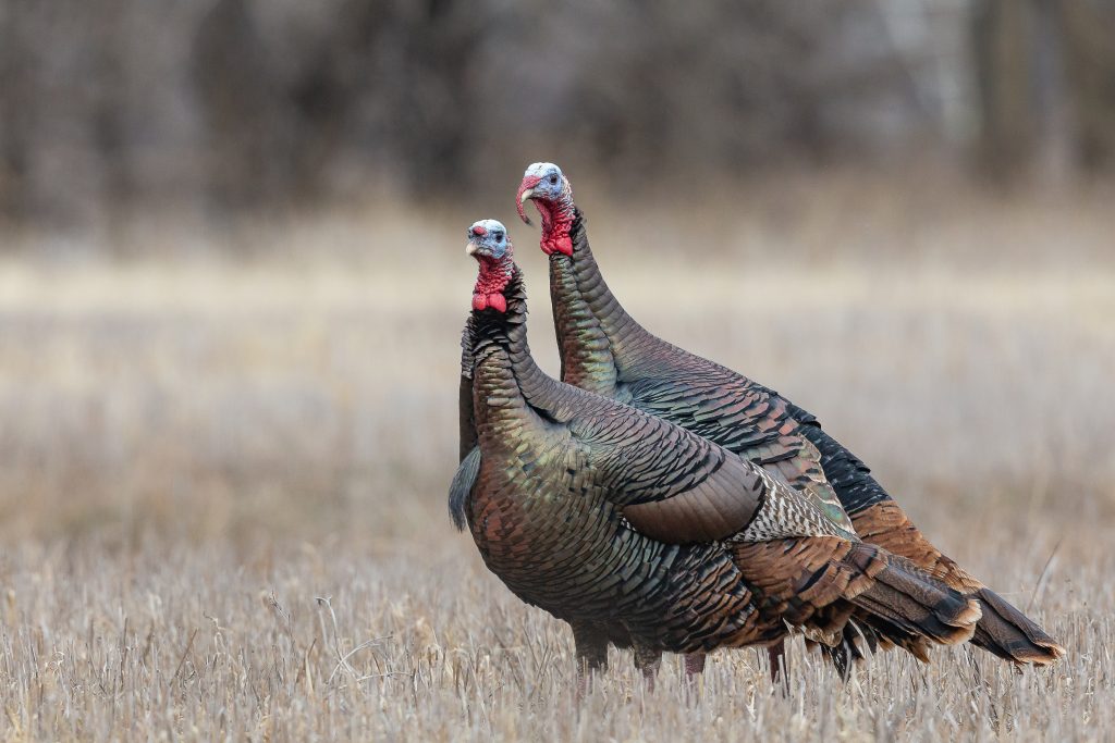 Two turkeys look weary. 