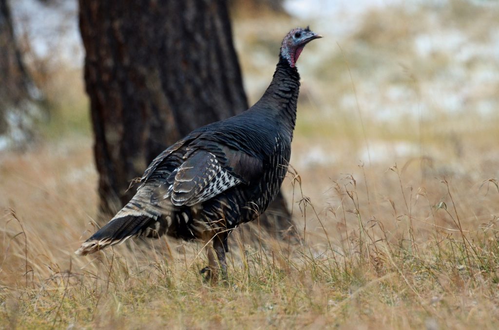 A merriams wild turkey hen